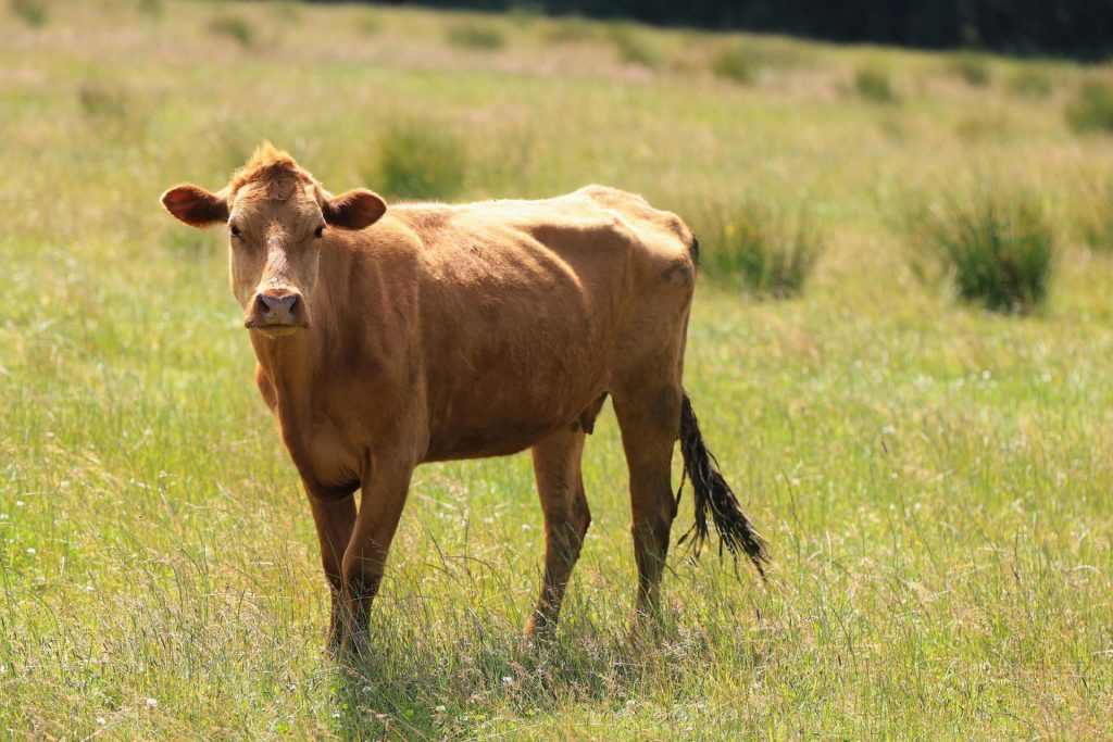 SKYR – ICELAND’S NATIONAL DAIRY TREASURE